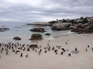 12 am Pinguin-Strand